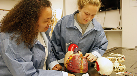 Two students stand in the anatomy lab holding a replica of a human heart. 