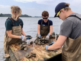 Researchers in the ABC program at VIMS select oysters for desired traits such as disease resistance, faster growth, and greater meat content. From L: Vanessa Delpero, Jess Small, and Joey Matt. (Photo by Eric Guévélou/VIMS)