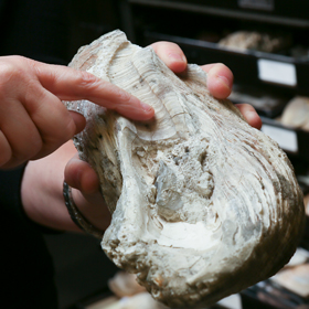 Fossilized oyster shells retain the bands by which scientists can track the annual growth of the creature. (Photo by Stephen Salpukas)