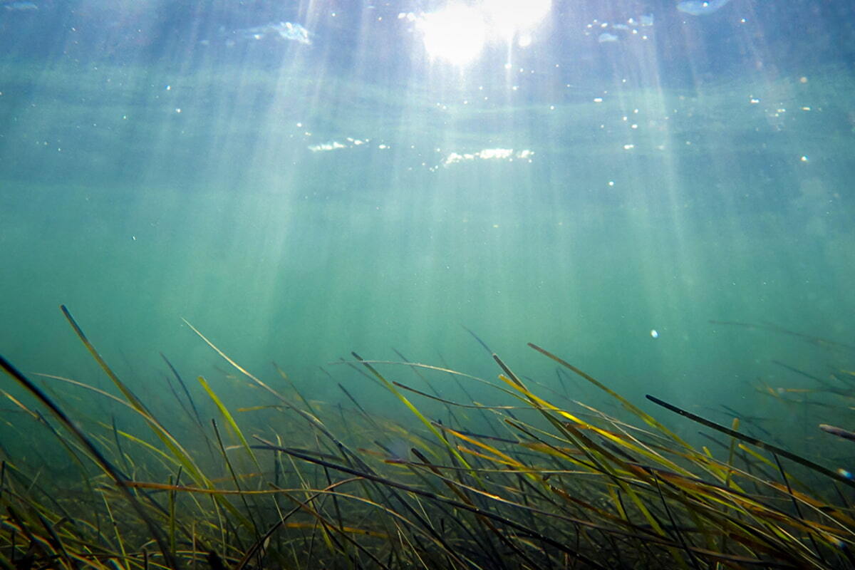 A bed of green seagrass sways to the current of the ocean. Sun beams peek through the surface of the ocean, turning the water into a turquoise color.