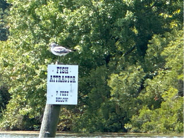 Fish Attractor sign in Gloucester, Va