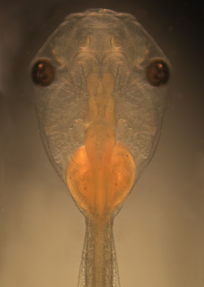 tadpole