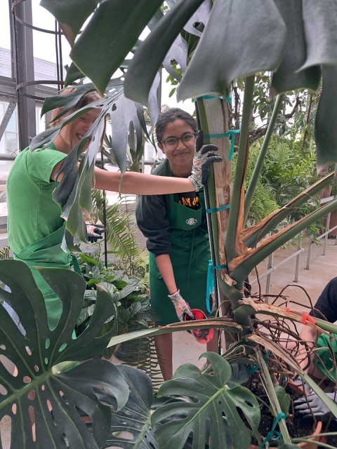 student workers repotting a large plant in greenhouse
