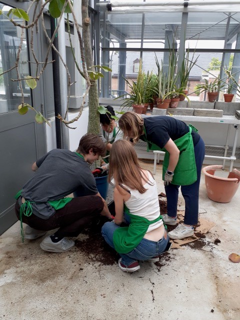 student workers in greenhouse repotting a large plant
