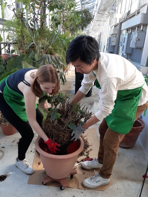 student workers in the greenhouse transporting a plant to new larger pot