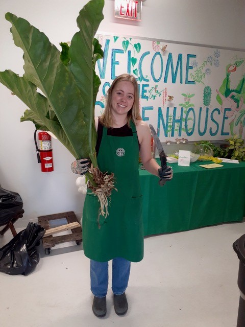 female student worker holding a large plant cutting and blade in greenhouse