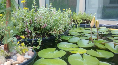 ISC_pond