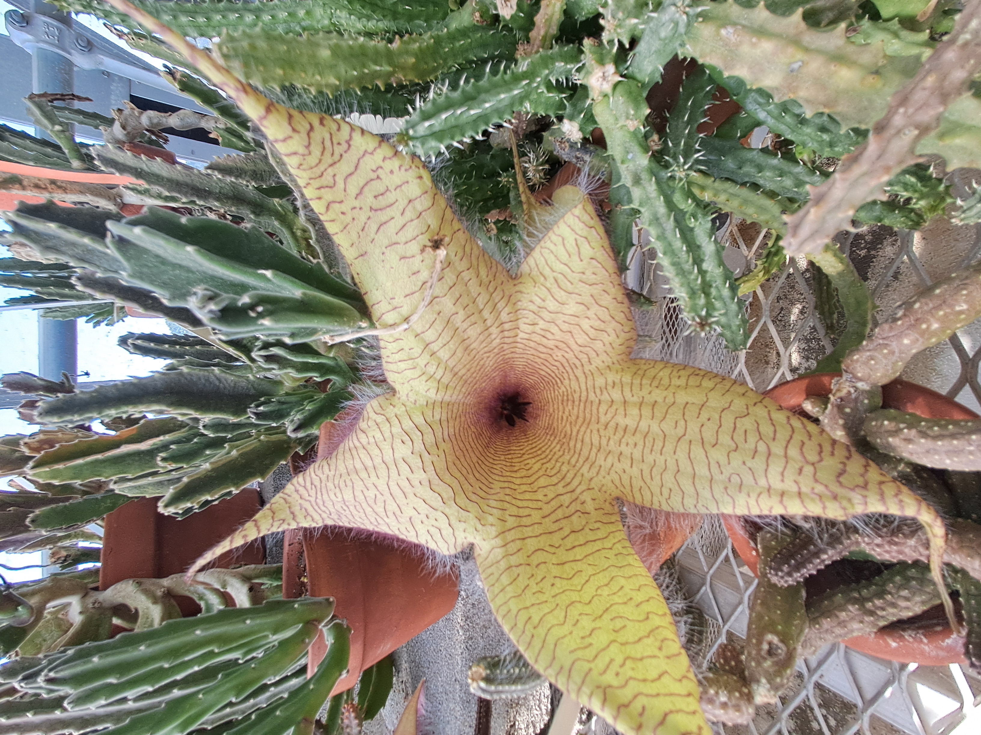 Stapelia gigantea