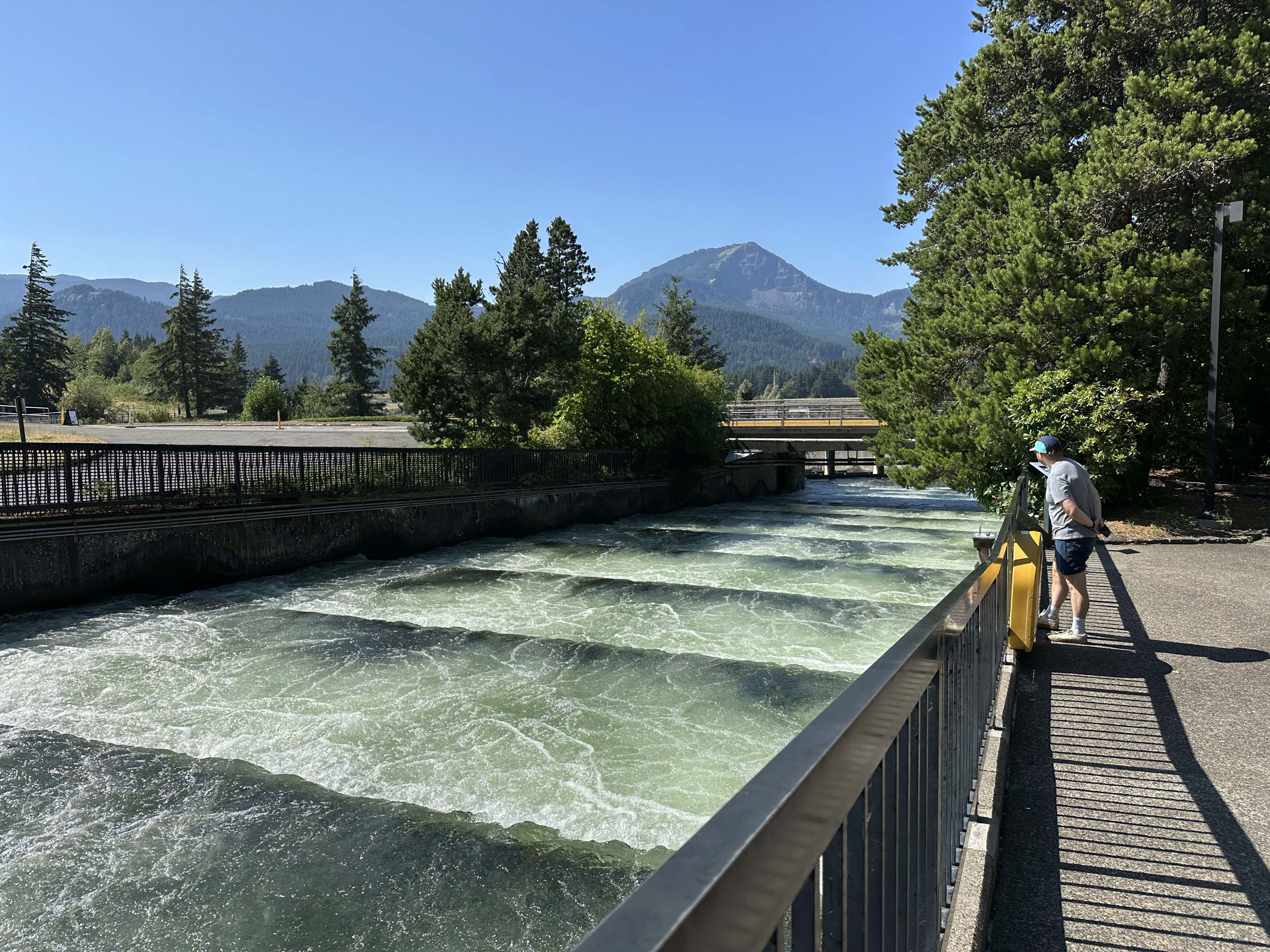 The Bonneville Dam fish ladder is one example of local resilience in the face of longstanding environmental challenges and historical injustice. (Photo by Max Kaminski)