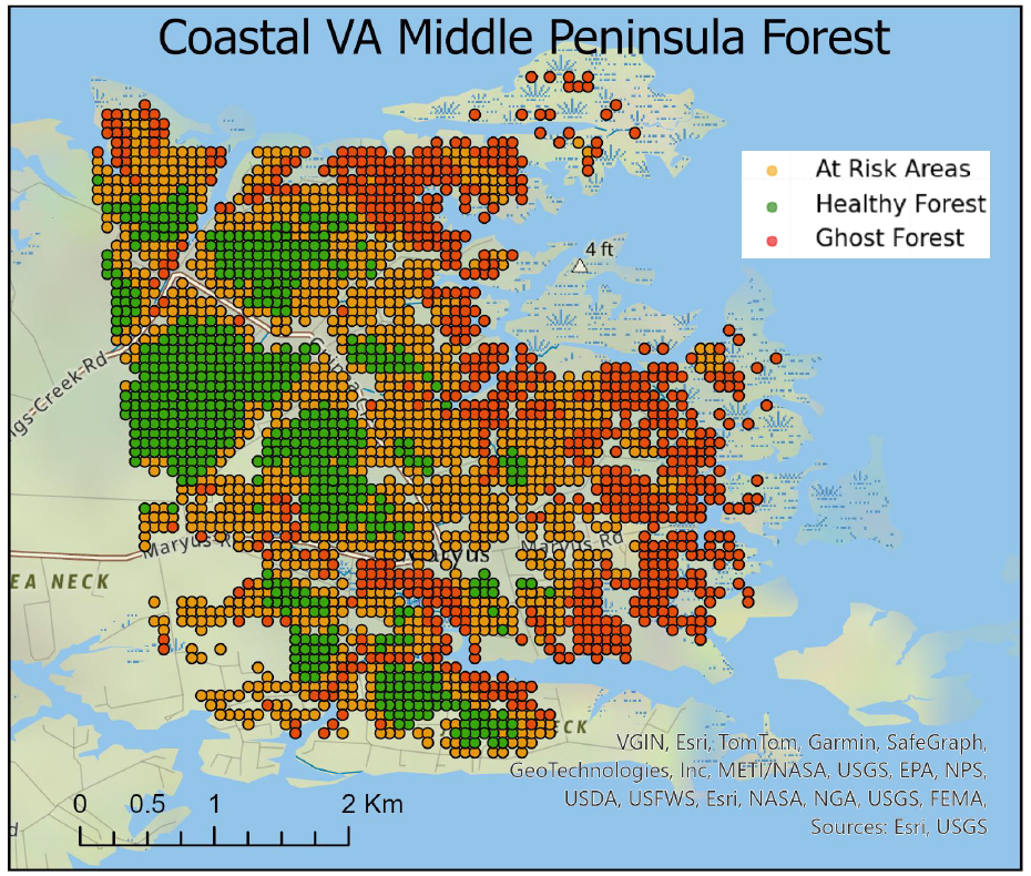 Rising sea levels and a related transition to saltwater marshes along Virginia's coast are creating new swaths of "ghost forests." (Image courtesy Sophia Heilen)