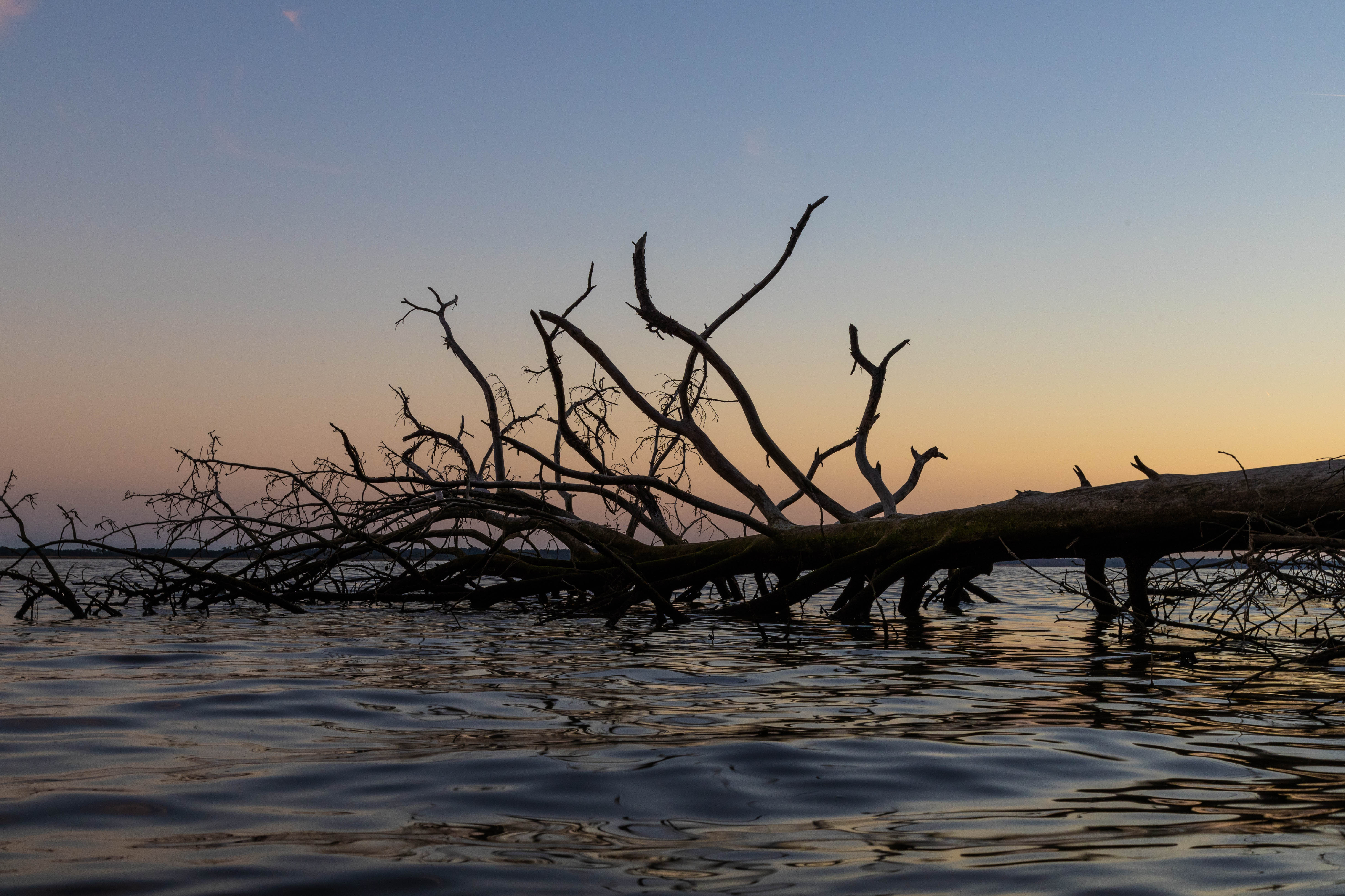 Sophia Heilen ’26, a double major in data science and environment & sustainability, is researching the effects of rising sea levels on Virginia's coastal forests. (Photo by Tess Willett)