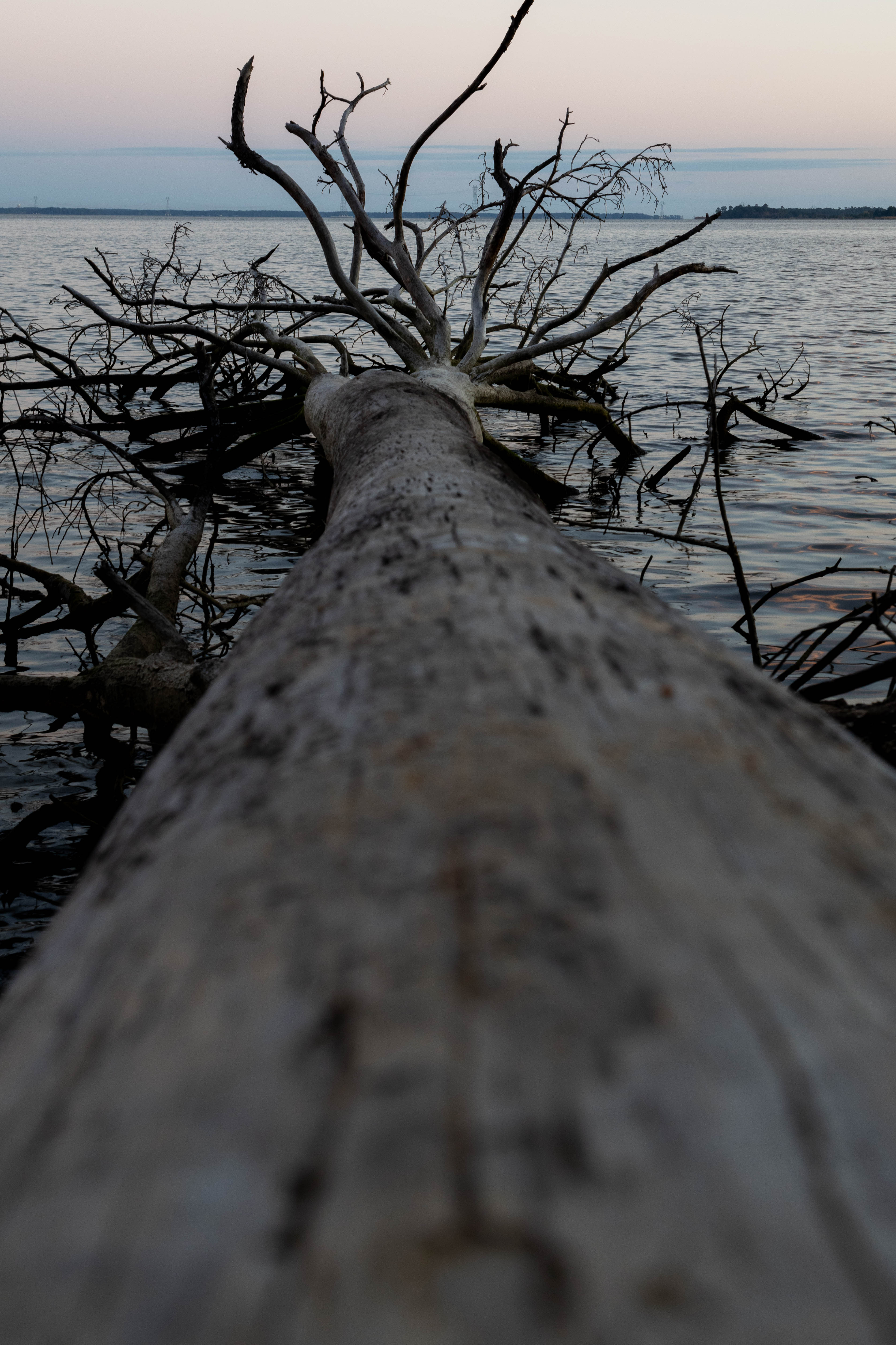 Heilen is working with Assistant Professor of Geology Dominick “Dom” Ciruzzi to combine her interests and locate “ghost forests,” or the remains of a woodland area, on Virginia’s coast. (Photo by Tess Willett)