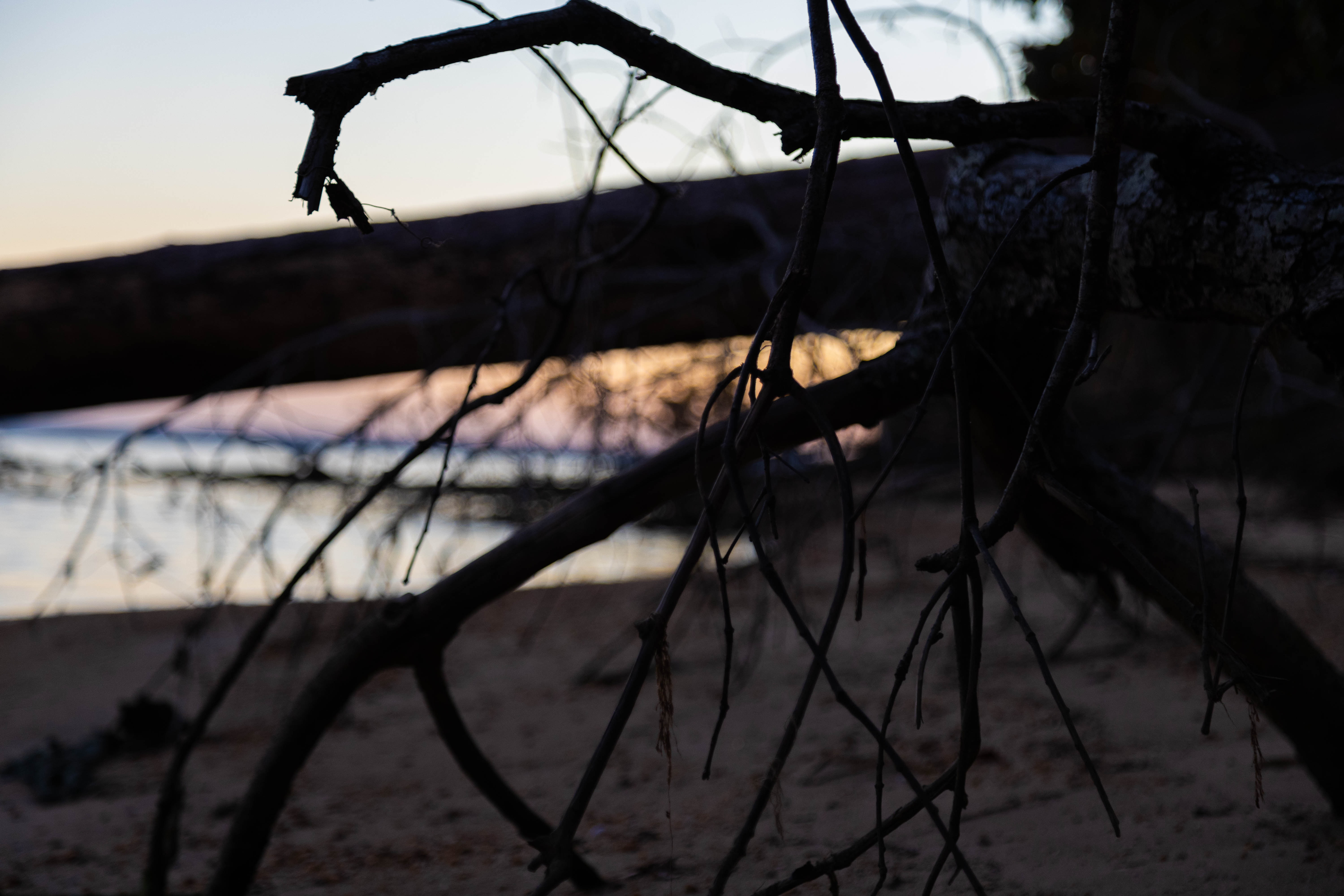 Heilen is hoping that her research will help lead us toward solutions for the phenomenon of ghost forests and other local effects of global climate change. (Photo by Tess Willett)