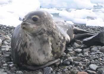 Weddell seal at Rothera Point