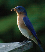 A male bluebird guards his fledglings.