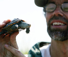 Randy Chambers, professor of biology and director of the Keck Lab examines a turtle.