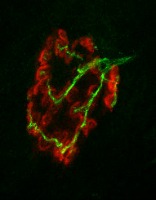Cellular and Biochemistry Lab