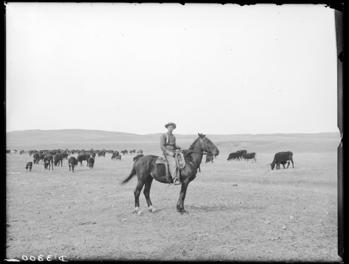 Icon of traditional Western manhood: cowboy with a herd of cattle in Cherry County, Nebraska, 1889 (Image from Library of Congress)