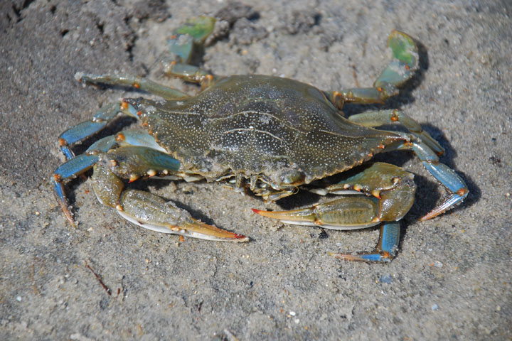 Blue crabs more tolerant of low oxygen than previously thought ...