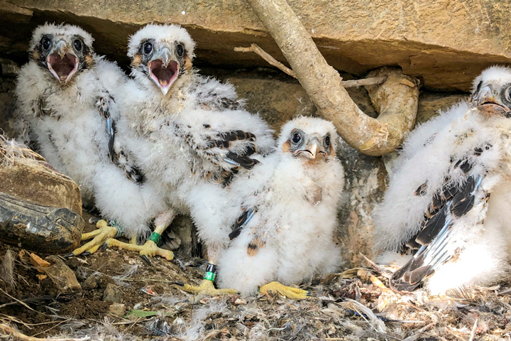 Raising Peregrine Falcon Chicks is a Real Cliff-hanger