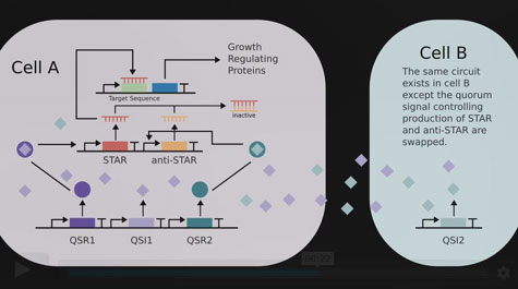 A PowerPoint slide shows mathematical modeling used by student on COVID1-9 related project