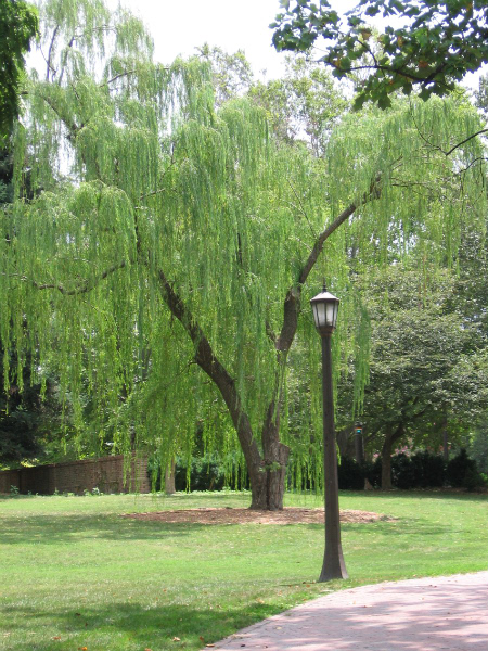 Near the sunken gardens and James Blair Hall