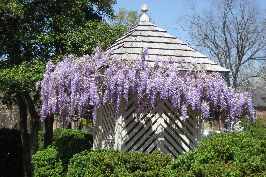 Summer in the President's Garden