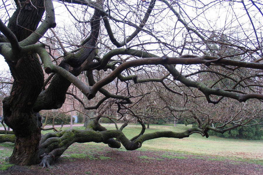 80 year old white mulberry tree behind Jefferson Dormitory