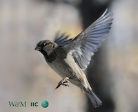 House sparrow flying