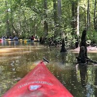 Paddling on Dragon Run