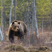 Brown bear in forest