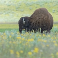 Bison