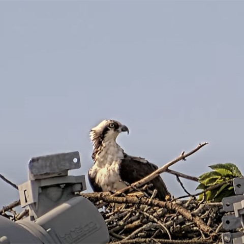 A screenshot from the Osprey Cam