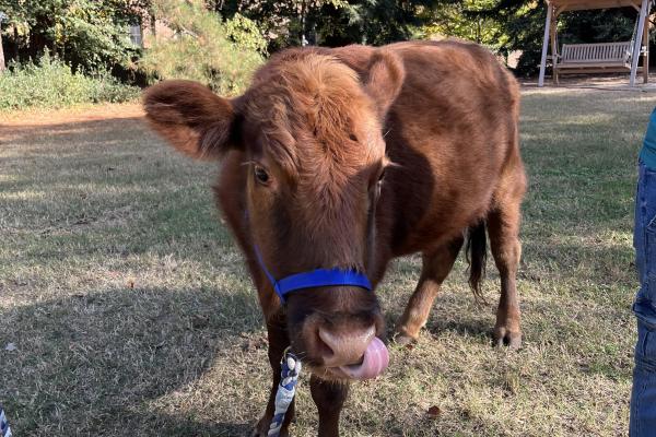 annie_the_cow_news-listing-thumbnail600x400.jpg