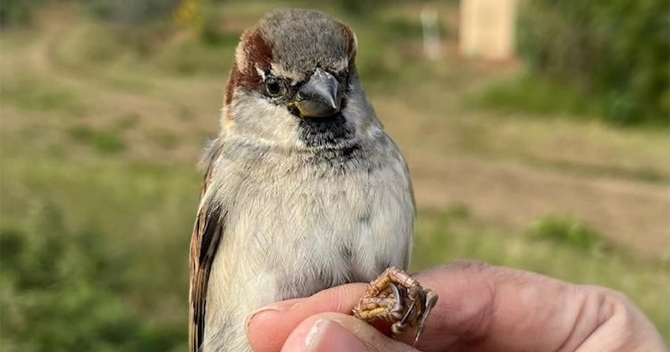 Sparrows as sentinels