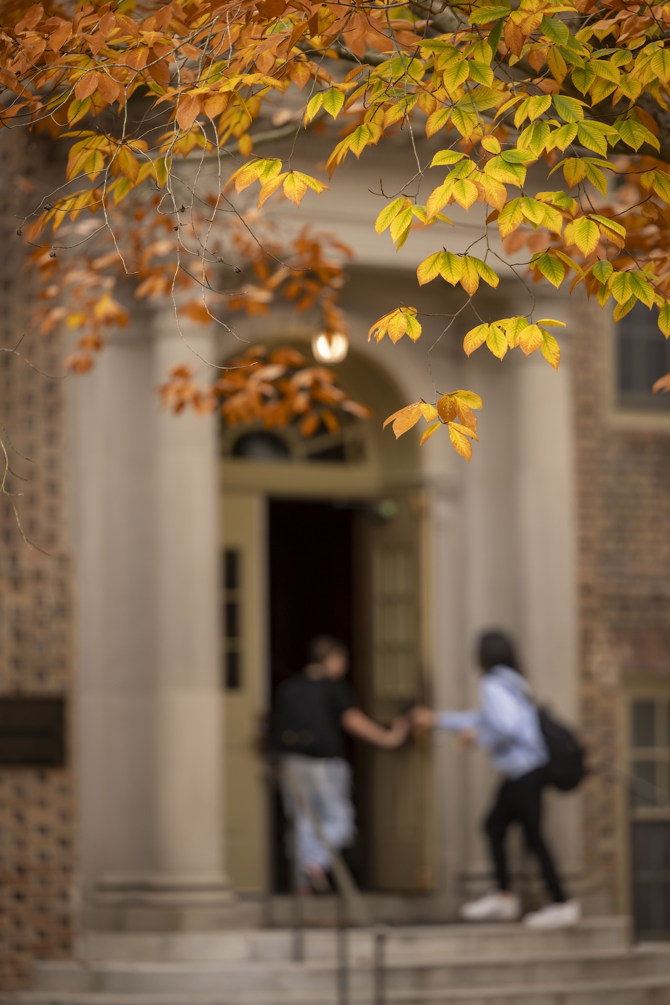 Yellow fall leaves in the foreground with a brick building in the background